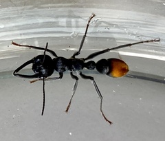 Myrmecia mandibularis