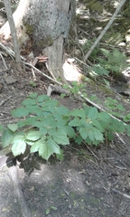 Actaea spicata