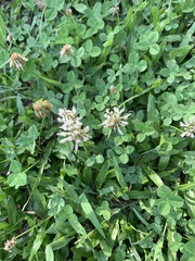 Trifolium repens