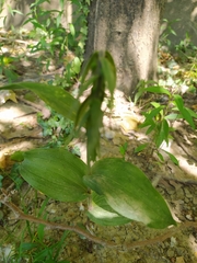 Epipactis bugacensis rhodanensis
