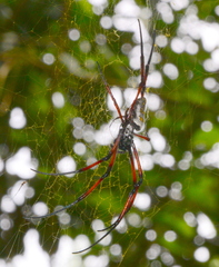 Trichonephila inaurata