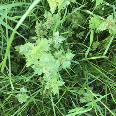 Lamium hybridum