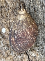 Bothriembryon brazieri