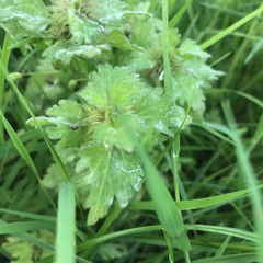 Lamium hybridum