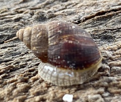 Bothriembryon brazieri