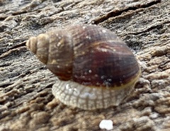 Bothriembryon brazieri