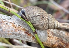 Bothriembryon brazieri