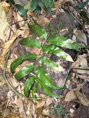 Stenochlaena palustris