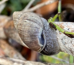 Bothriembryon brazieri