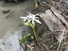 Crinum americanum