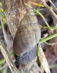 Bothriembryon brazieri