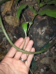 Stenochlaena palustris