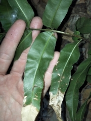 Stenochlaena palustris