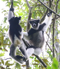 Indri indri