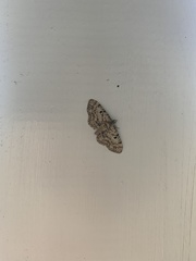 Eupithecia abietaria