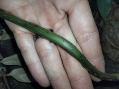 Stenochlaena palustris