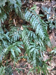 Stenochlaena palustris