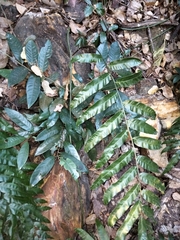 Stenochlaena palustris