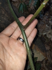 Stenochlaena palustris