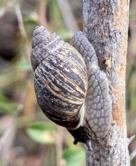 Bothriembryon brazieri