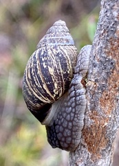 Bothriembryon brazieri