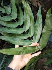 Stenochlaena palustris