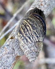 Bothriembryon brazieri