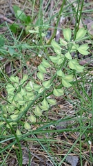 Noccaea perfoliata