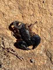 Opisthacanthus