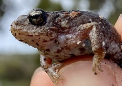 Pseudophryne guentheri