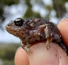 Pseudophryne guentheri