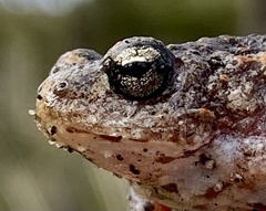 Pseudophryne guentheri