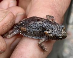 Pseudophryne guentheri