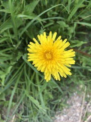 Taraxacum