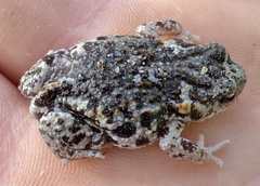 Pseudophryne guentheri