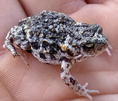 Pseudophryne guentheri