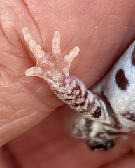 Pseudophryne guentheri