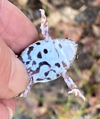 Pseudophryne guentheri