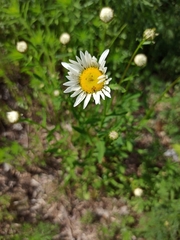 Leucanthemum vulgare