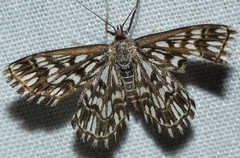 Cinglis andalusiaria