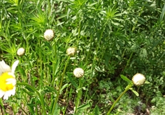 Leucanthemum vulgare