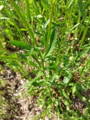 Leucanthemum vulgare