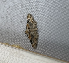 Eupithecia pulchellata