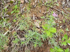 Chamaenerion colchicum