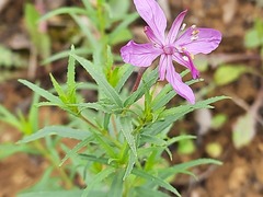 Chamaenerion colchicum