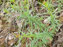 Chamaenerion colchicum