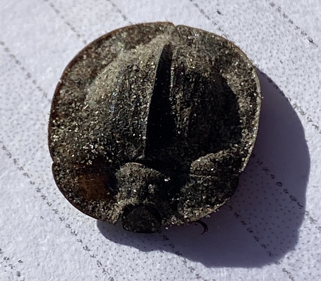 Sympetes tricostellus