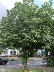 Broussonetia papyrifera