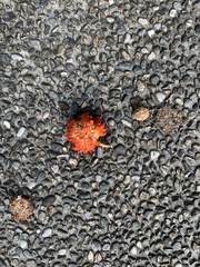 Broussonetia papyrifera