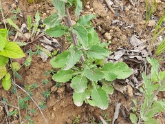 Campanula sibirica elatior